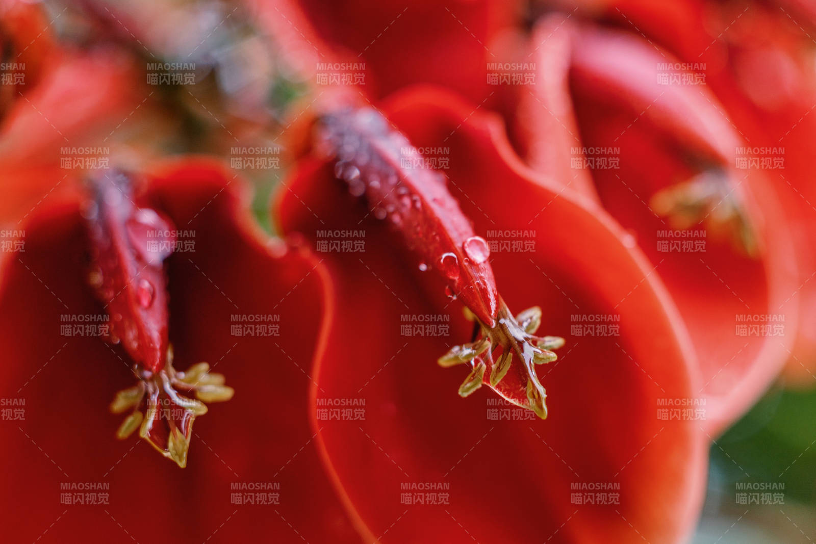 红花蕊上的露珠图片