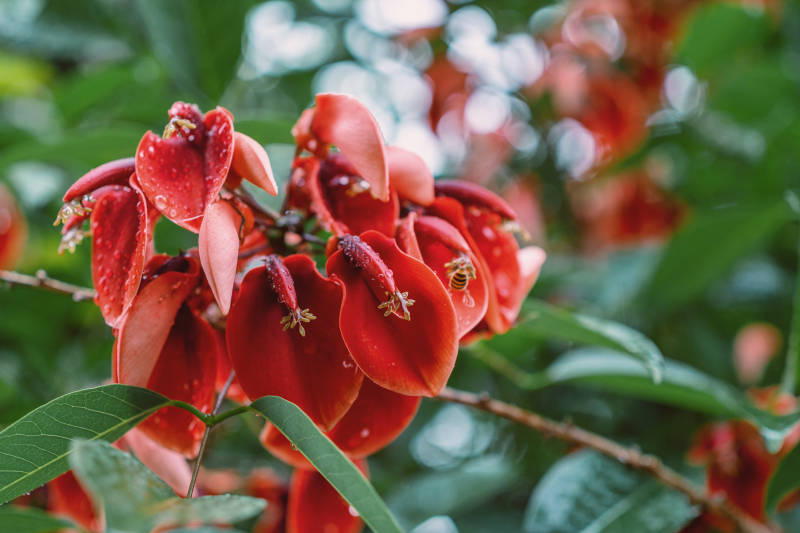 红花盛开 绿叶相伴图片