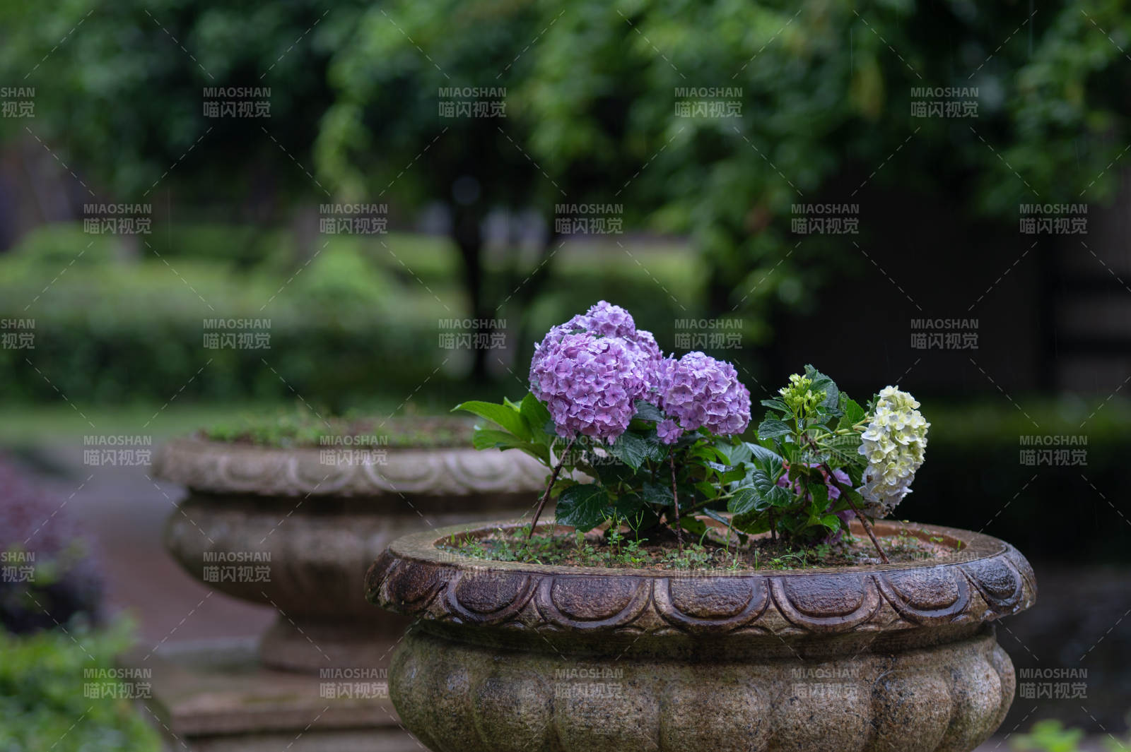 花盆中的紫色绣球花图片