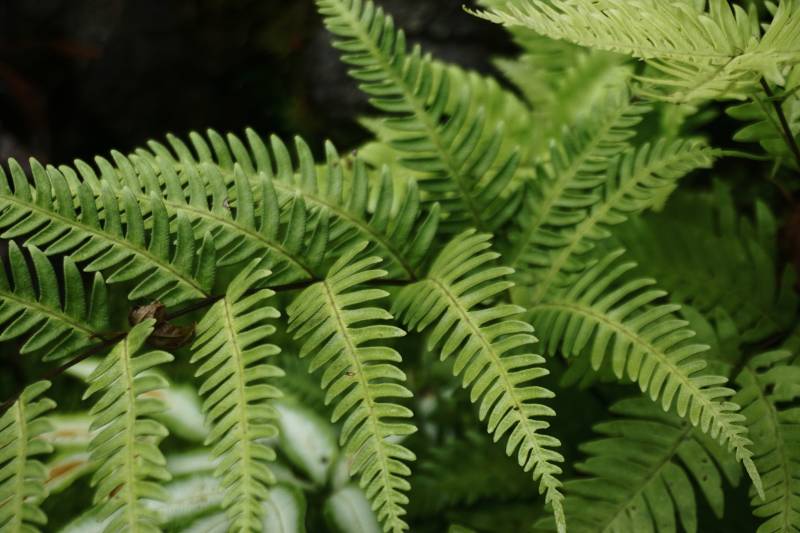 热带雨林中的蕨类植物图片