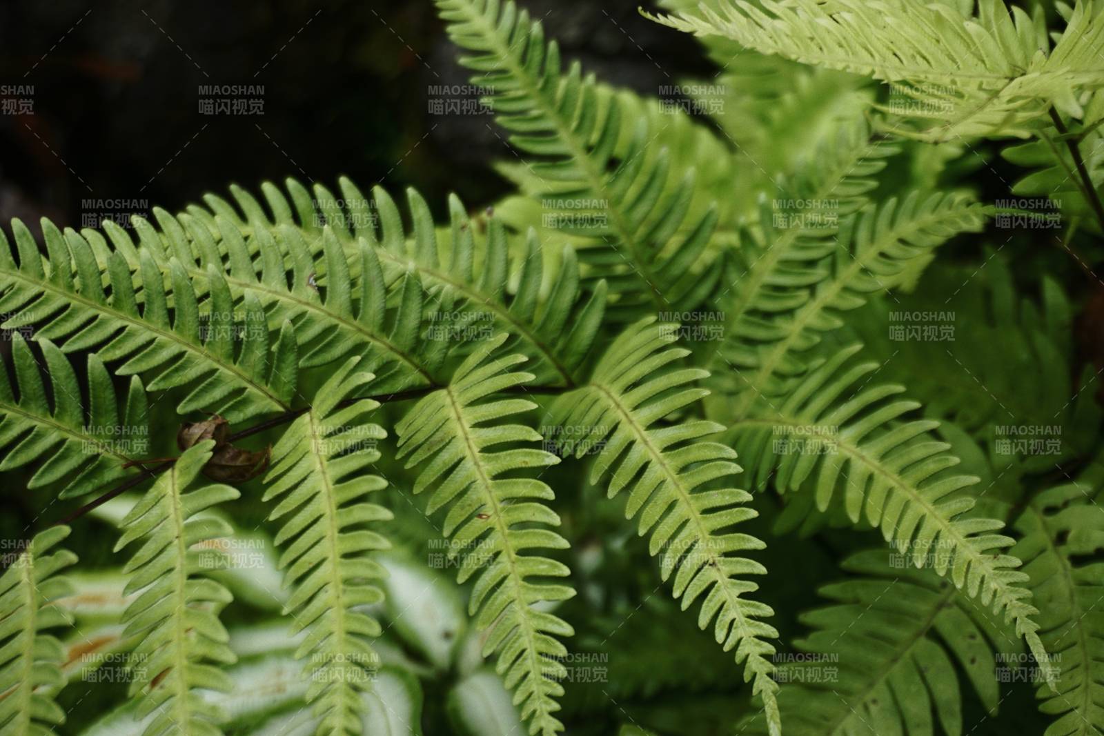 热带雨林中的蕨类植物图片