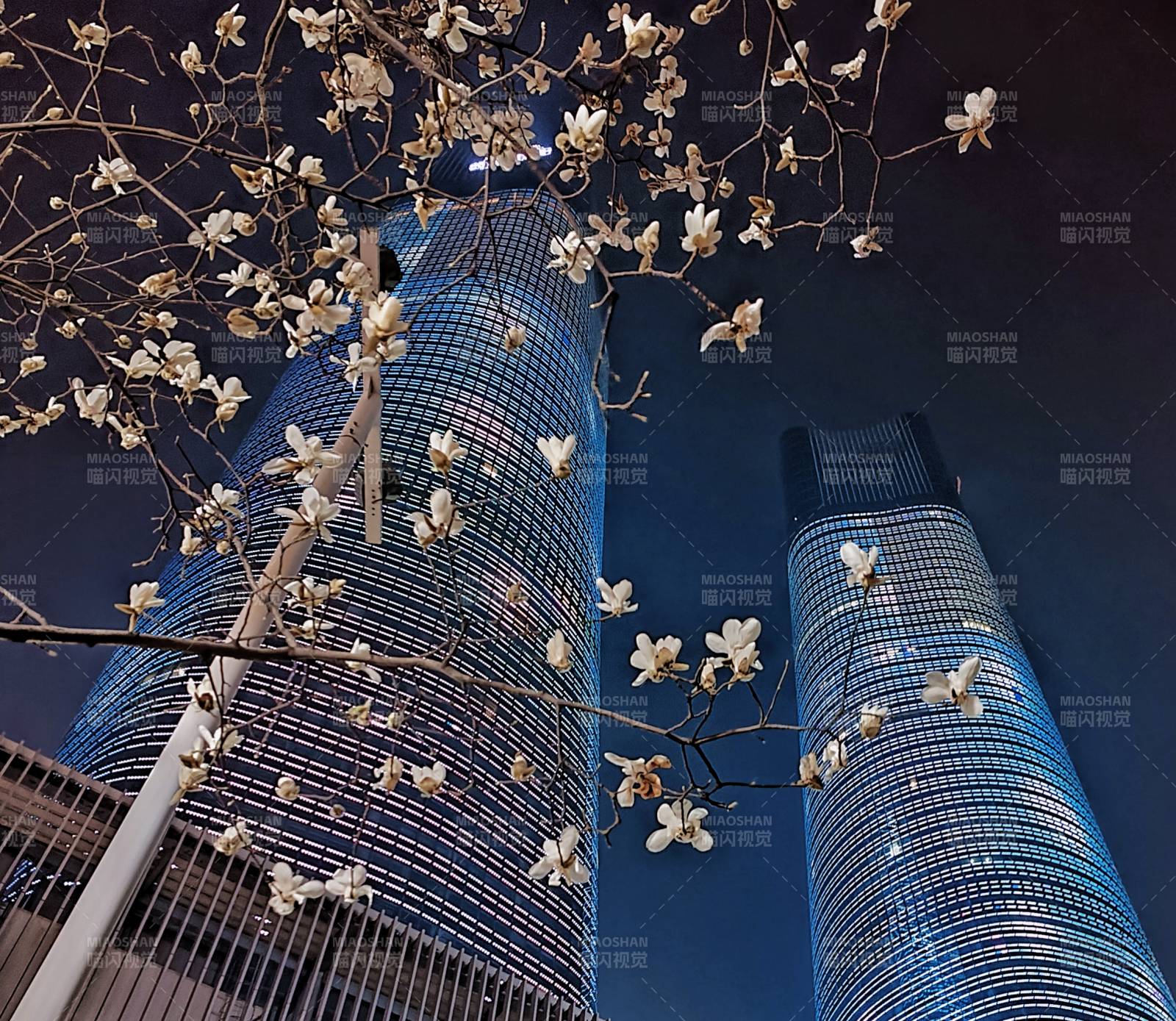 夜幕下的高楼大厦与玉兰花图片