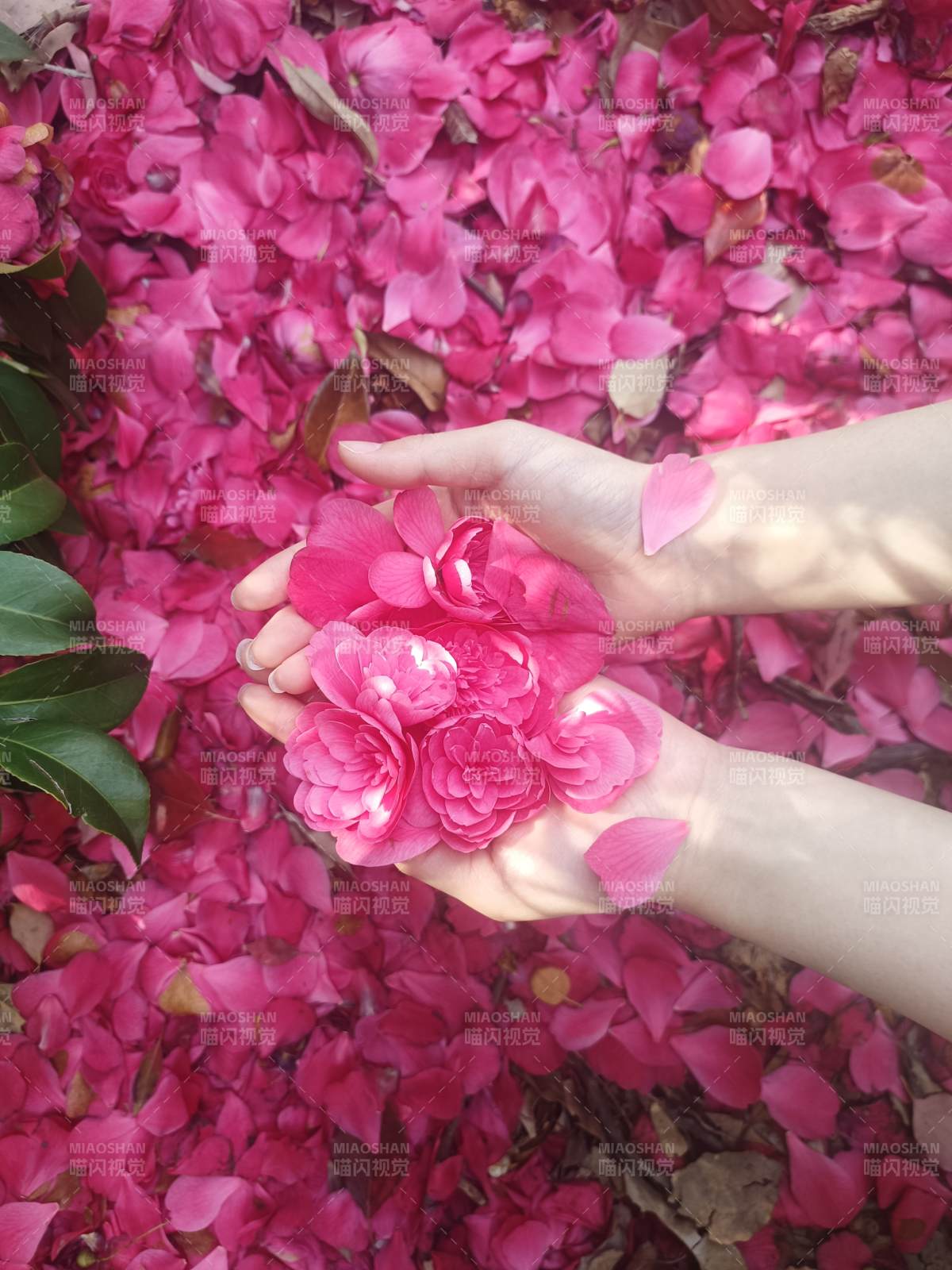 花瓣如雨 手中春色图片