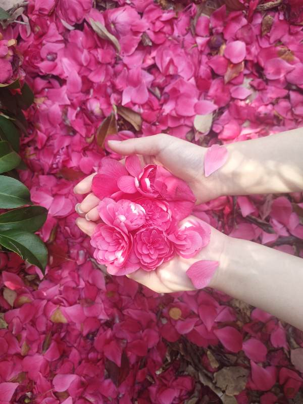 花瓣如雨 手中春色图片