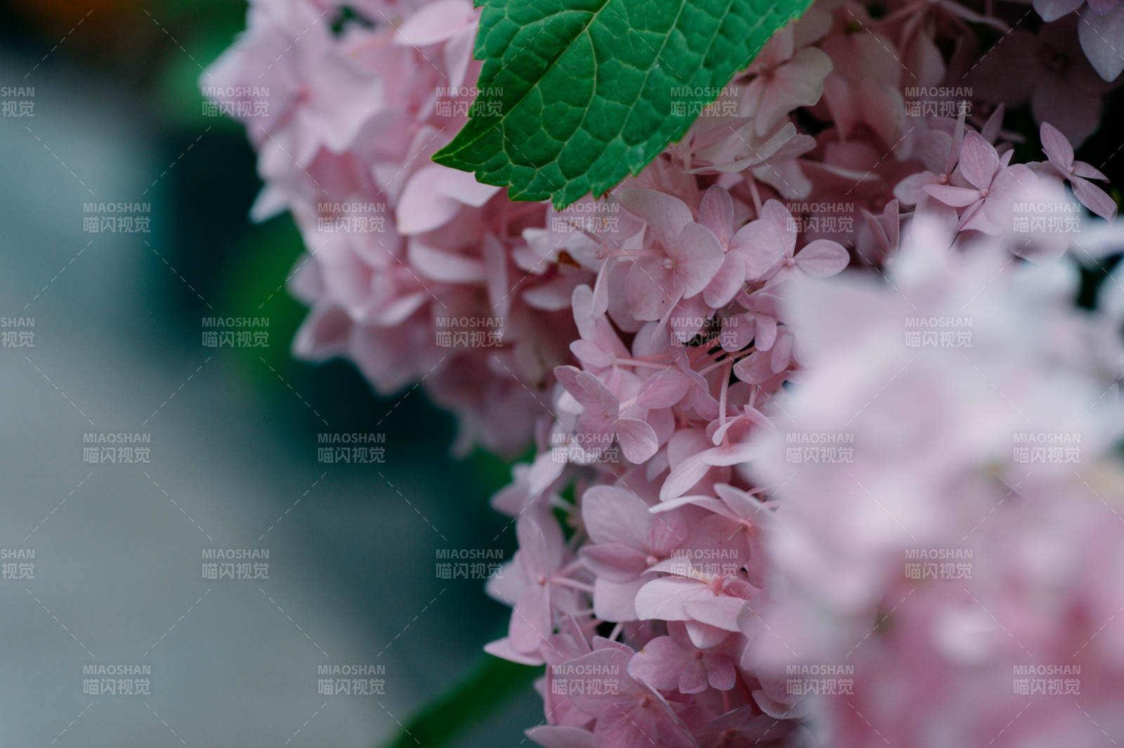 粉色绣球花特写图片