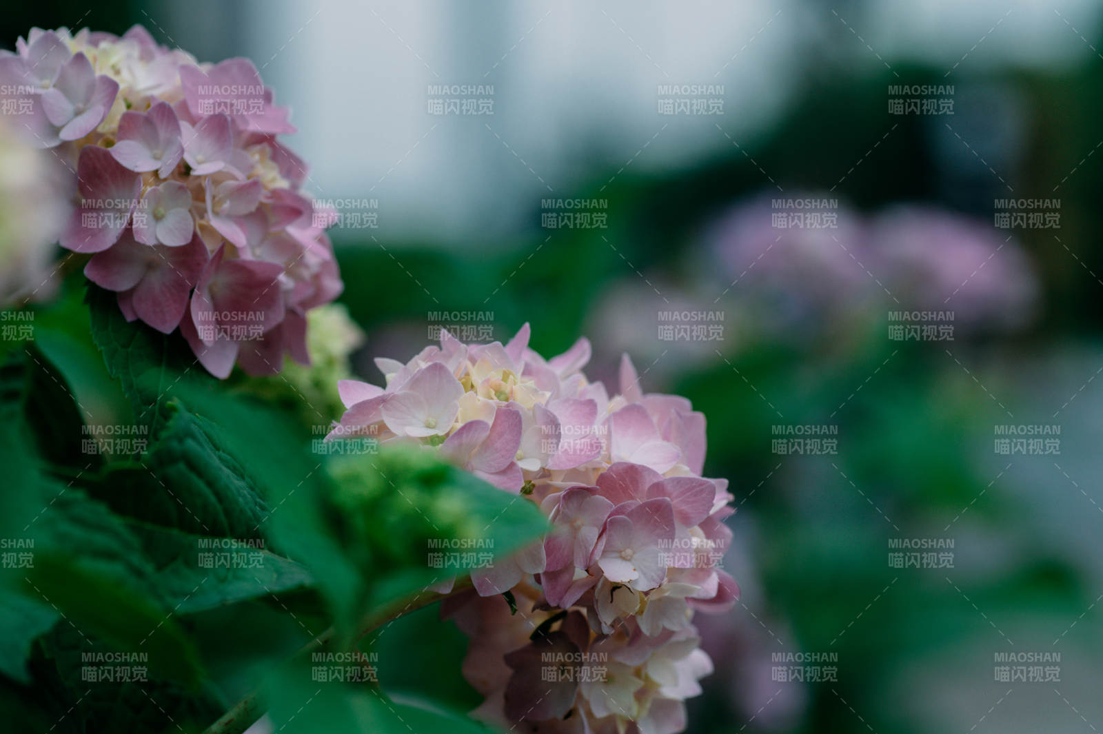 粉色绣球花的美丽瞬间图片