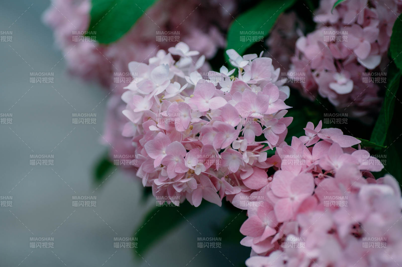 粉色绣球花的美丽图片