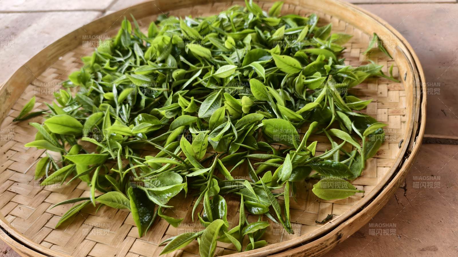 新鲜绿茶叶图片