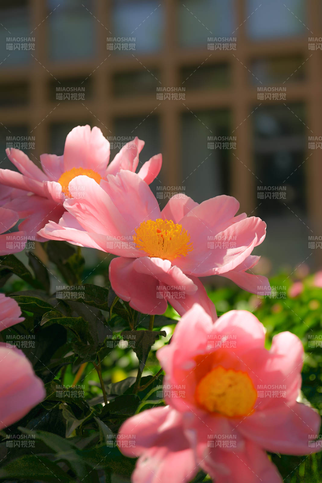 粉色花朵绽放美丽图片