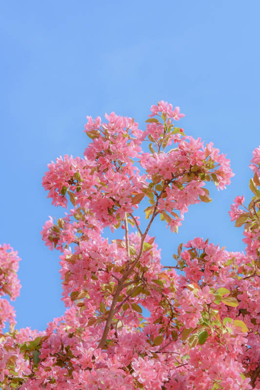 粉色花海蓝天图片
