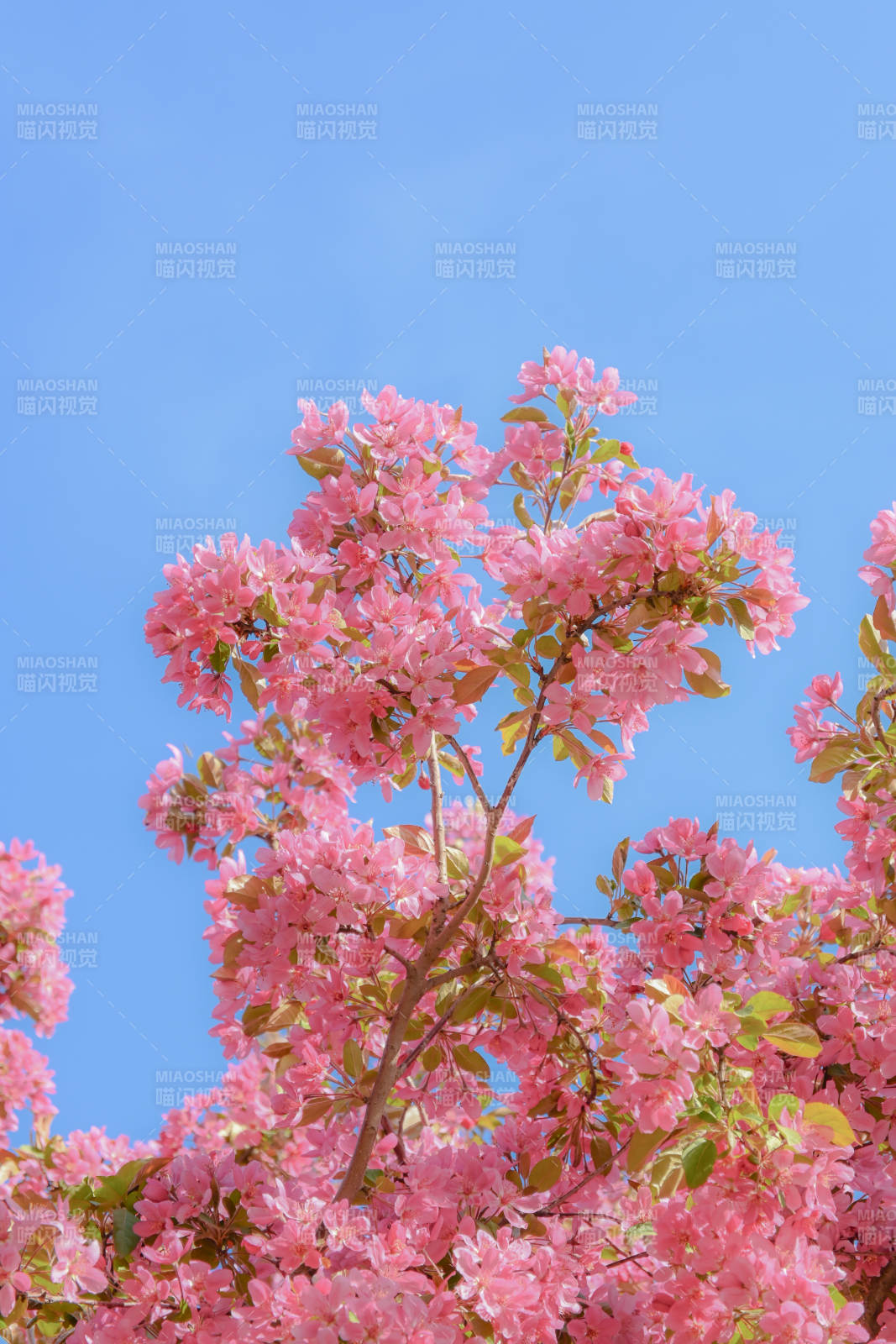 粉色花海蓝天图片