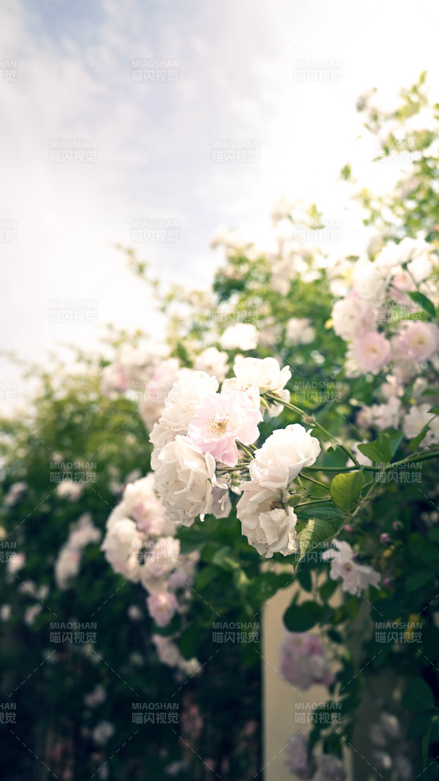 盛开花朵的美丽瞬间图片