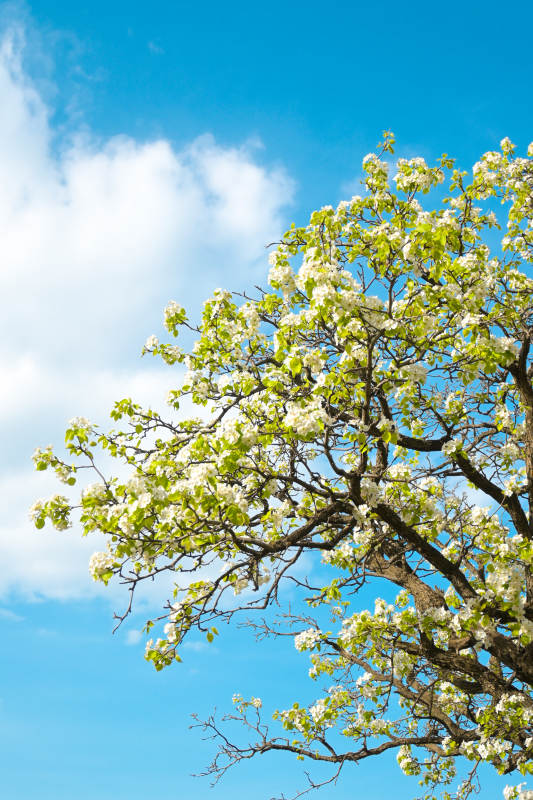 春日花开满树图片