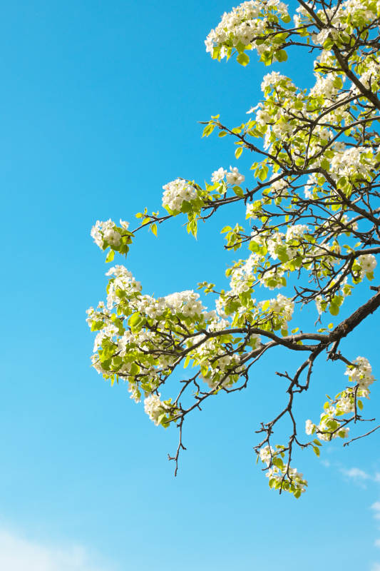春日花开满枝头图片