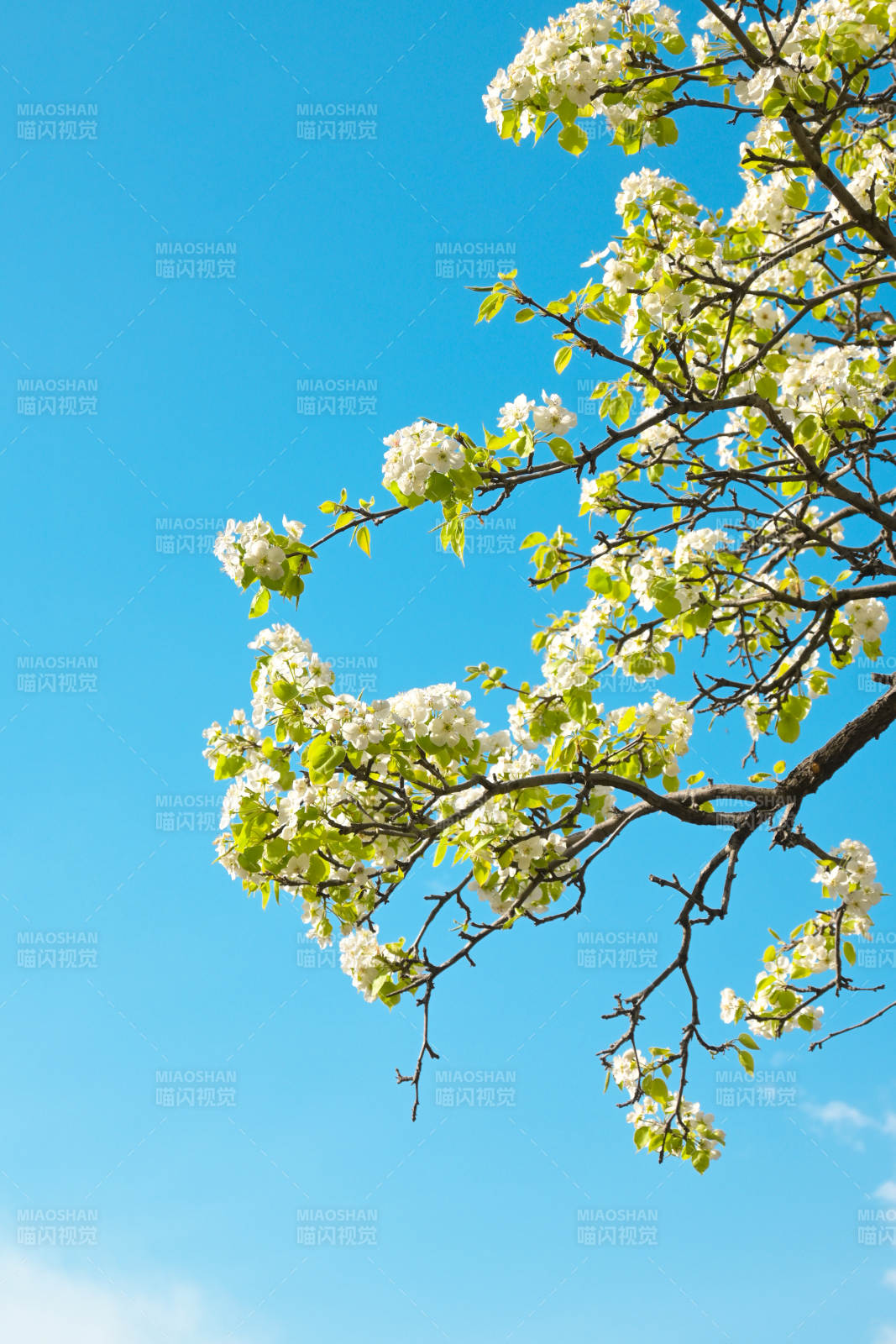 春日花开满枝头图片