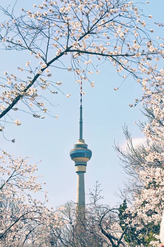 春日花开映塔尖图片