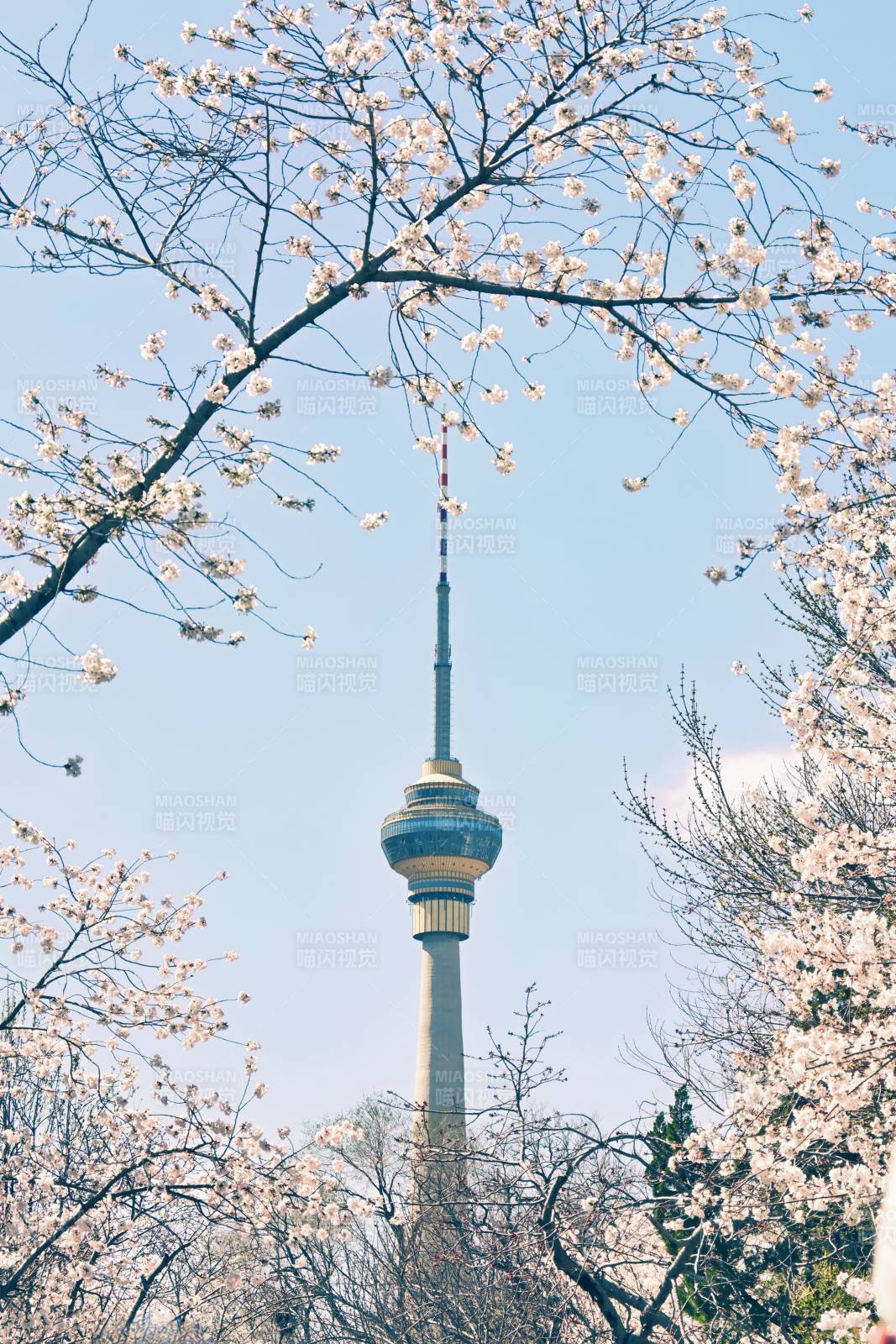 春日花开映塔尖图片