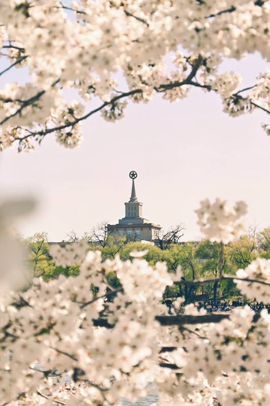 樱花盛开的塔尖图片