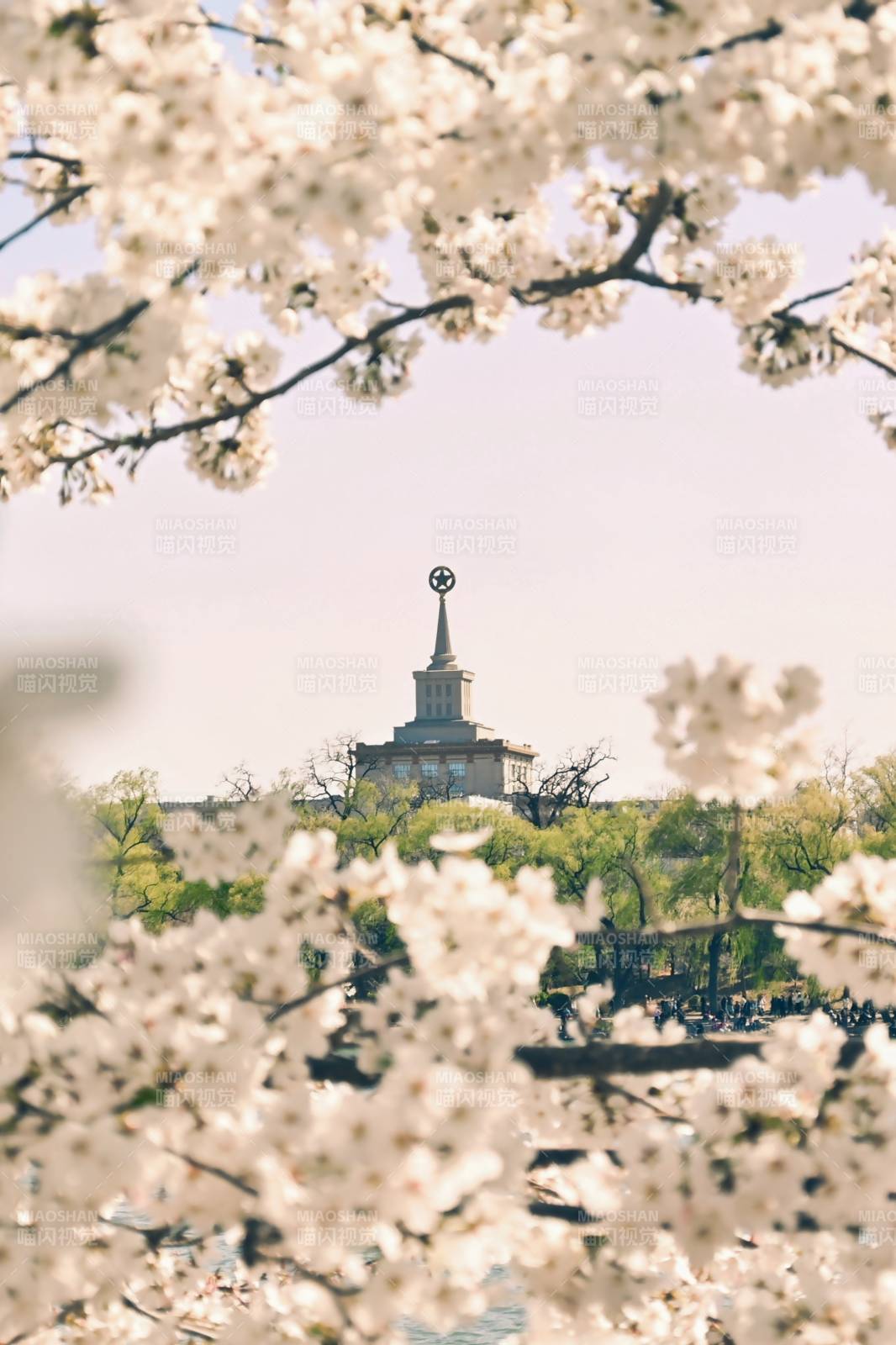 樱花盛开的塔尖图片