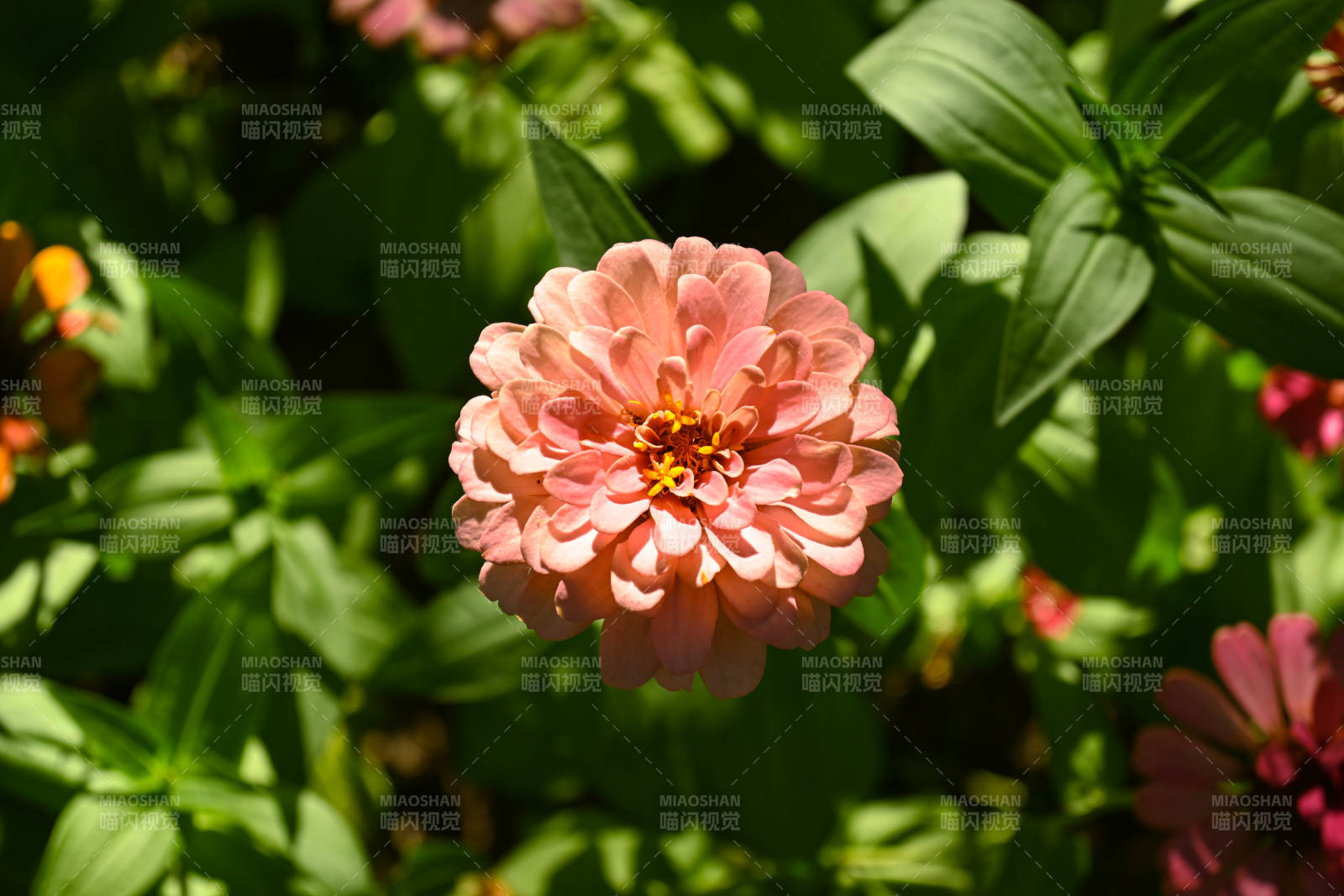 粉色花朵绽放图片