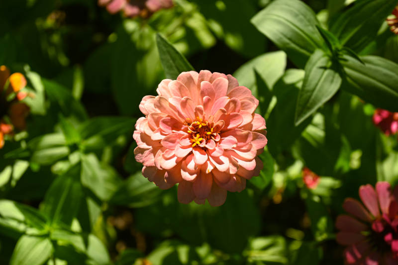 粉色花朵绽放图片