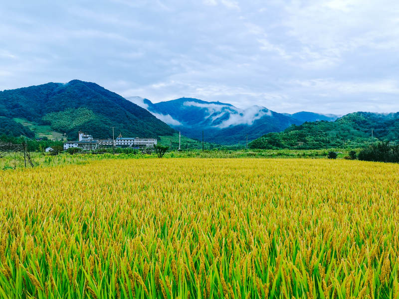 金黄稻田与远山图片