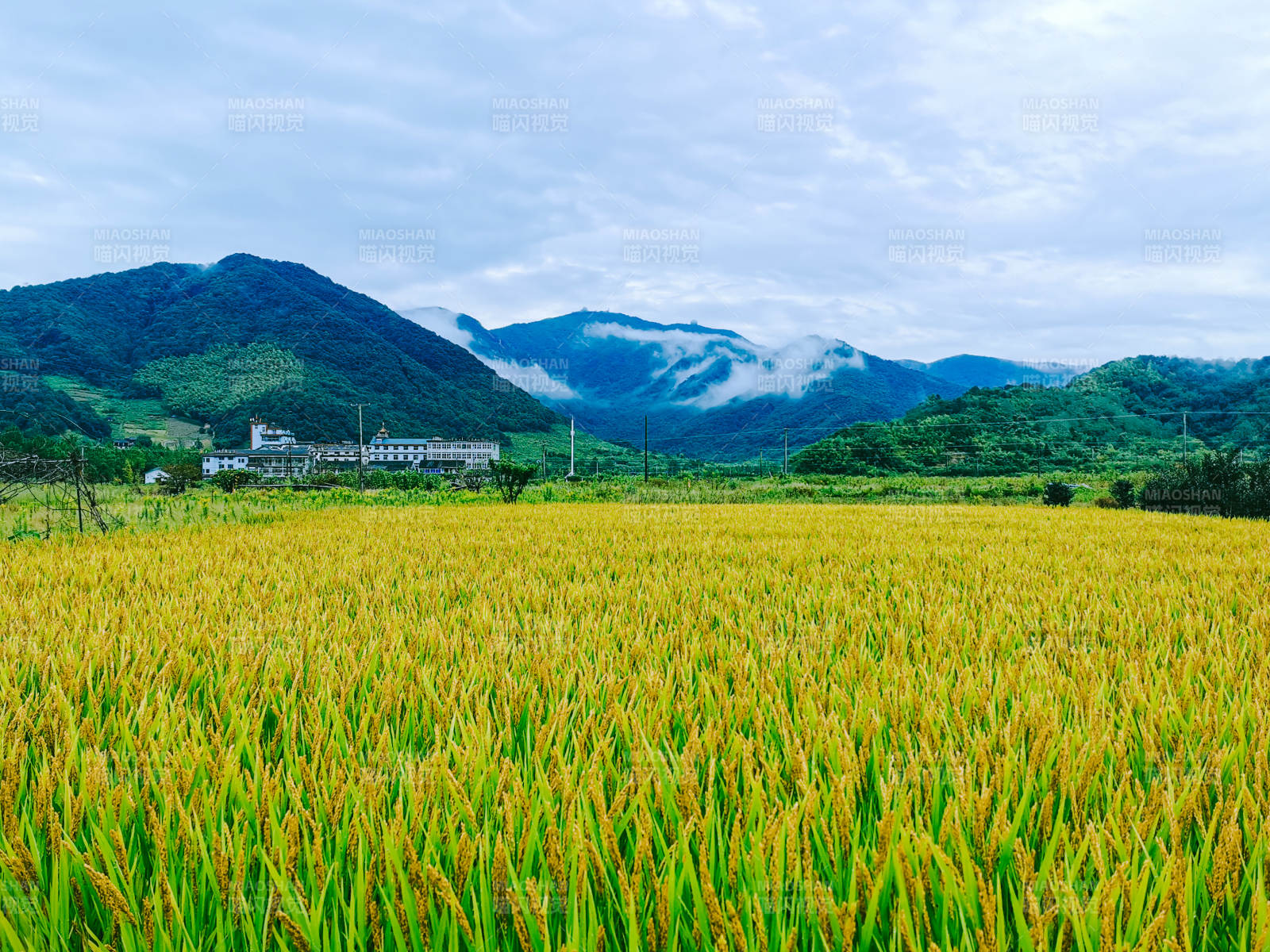 金黄稻田与远山图片
