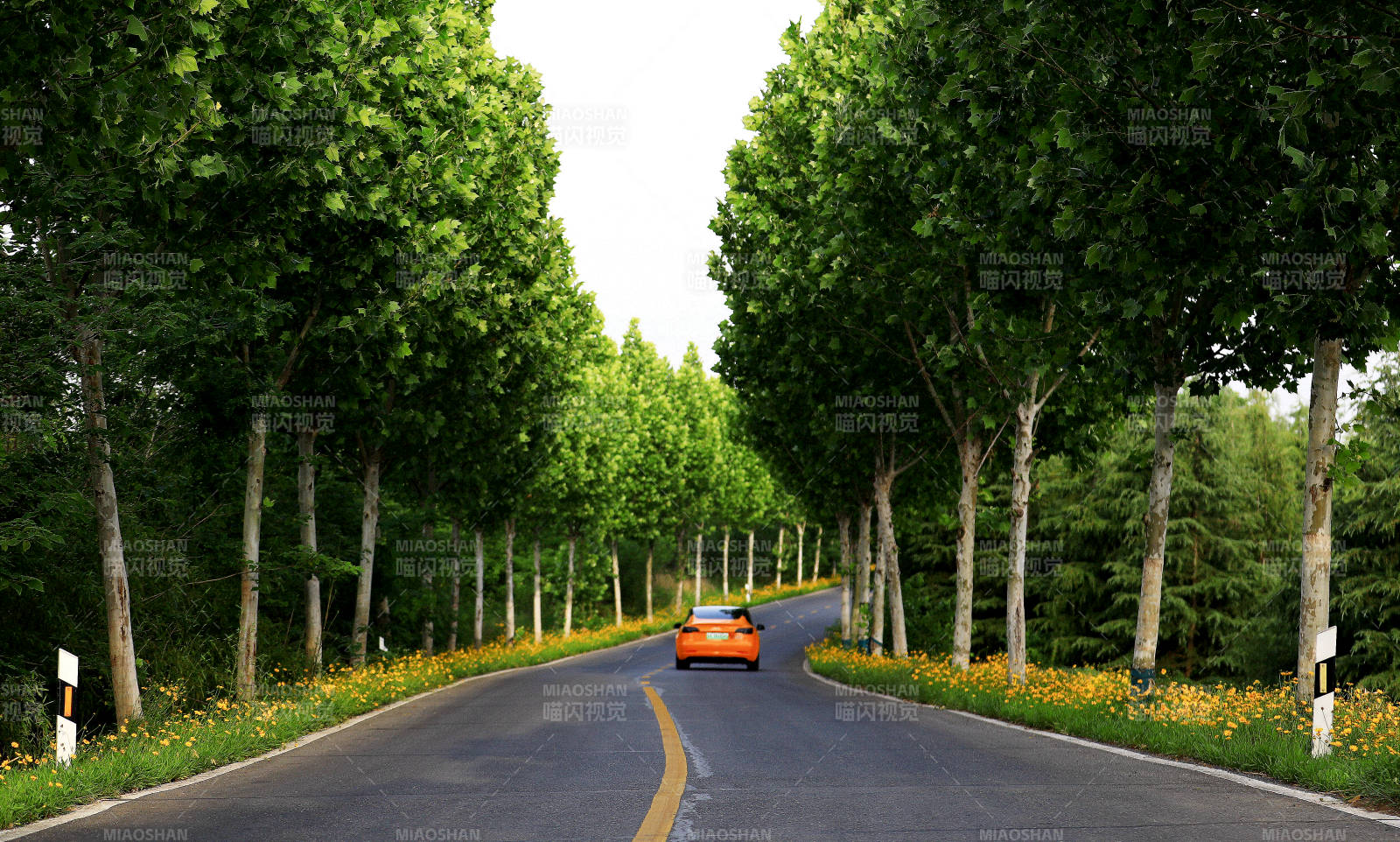 林荫道上的橙色汽车图片