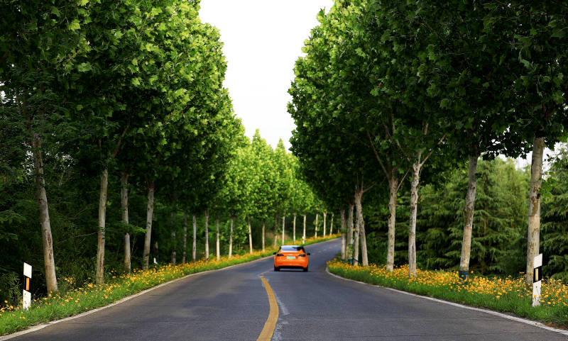 林荫道上的橙色汽车图片