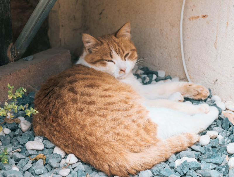 睡在石子上的猫图片