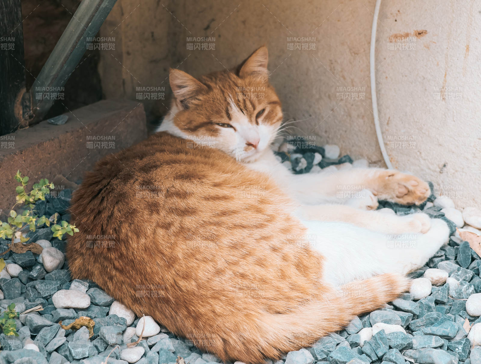 睡在石子上的猫图片