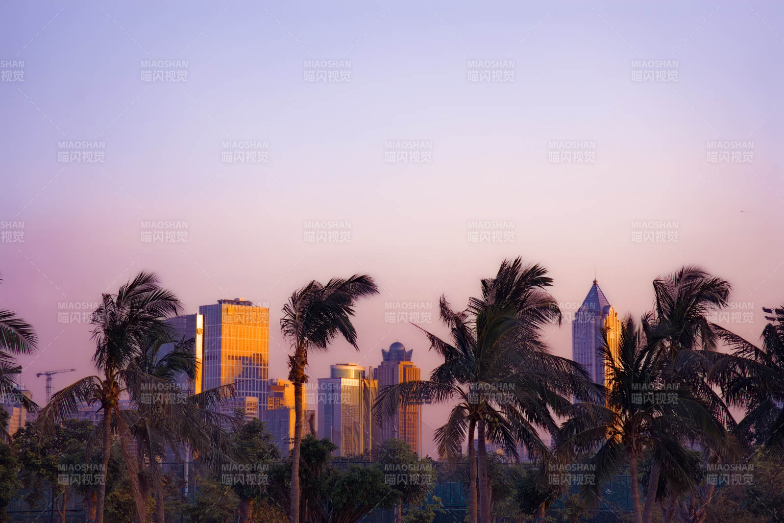 夕阳下的城市与棕榈树图片