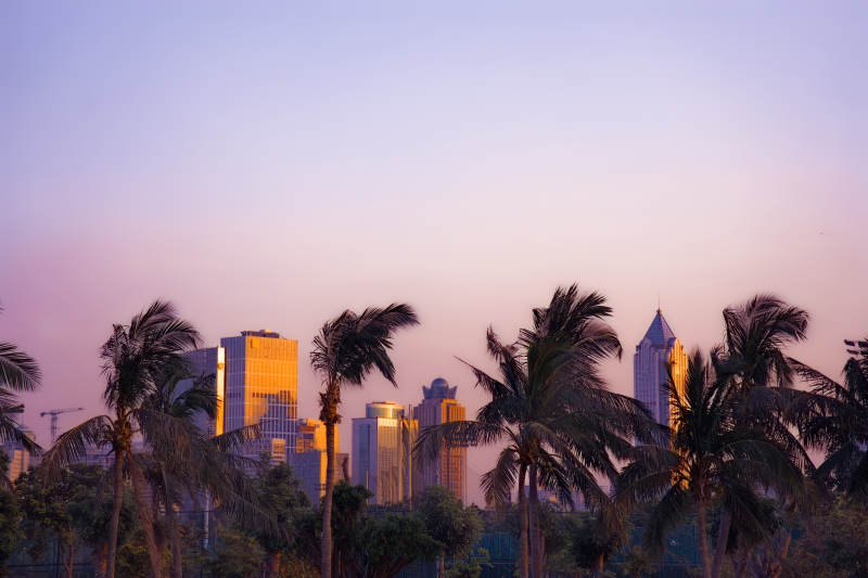 夕阳下的城市与棕榈树图片