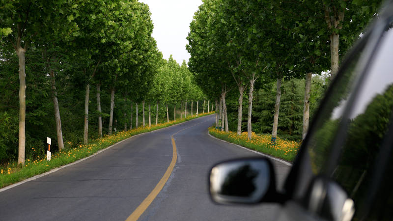 林荫道上的汽车图片