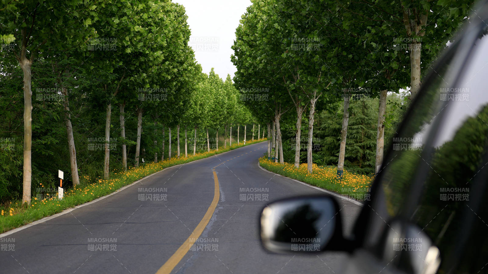 林荫道上的汽车图片