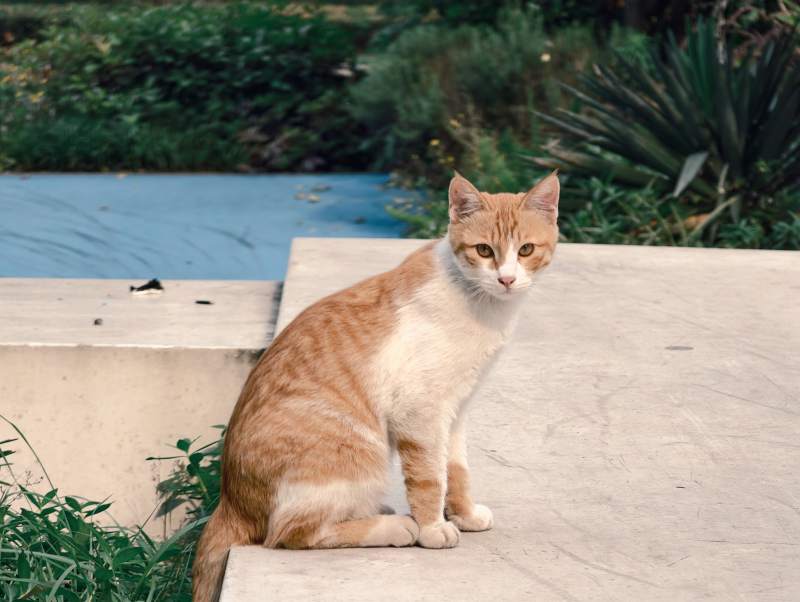 橙白猫坐水泥地图片