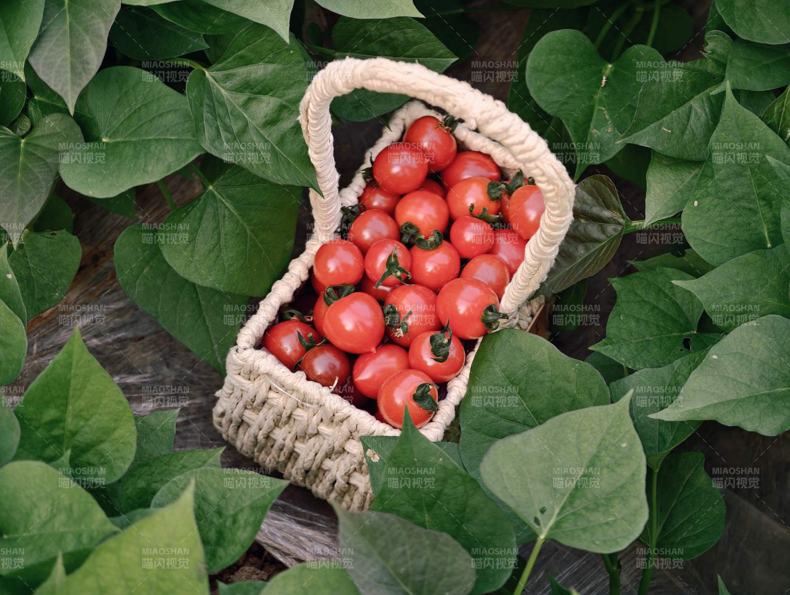 篮子里的樱桃番茄图片
