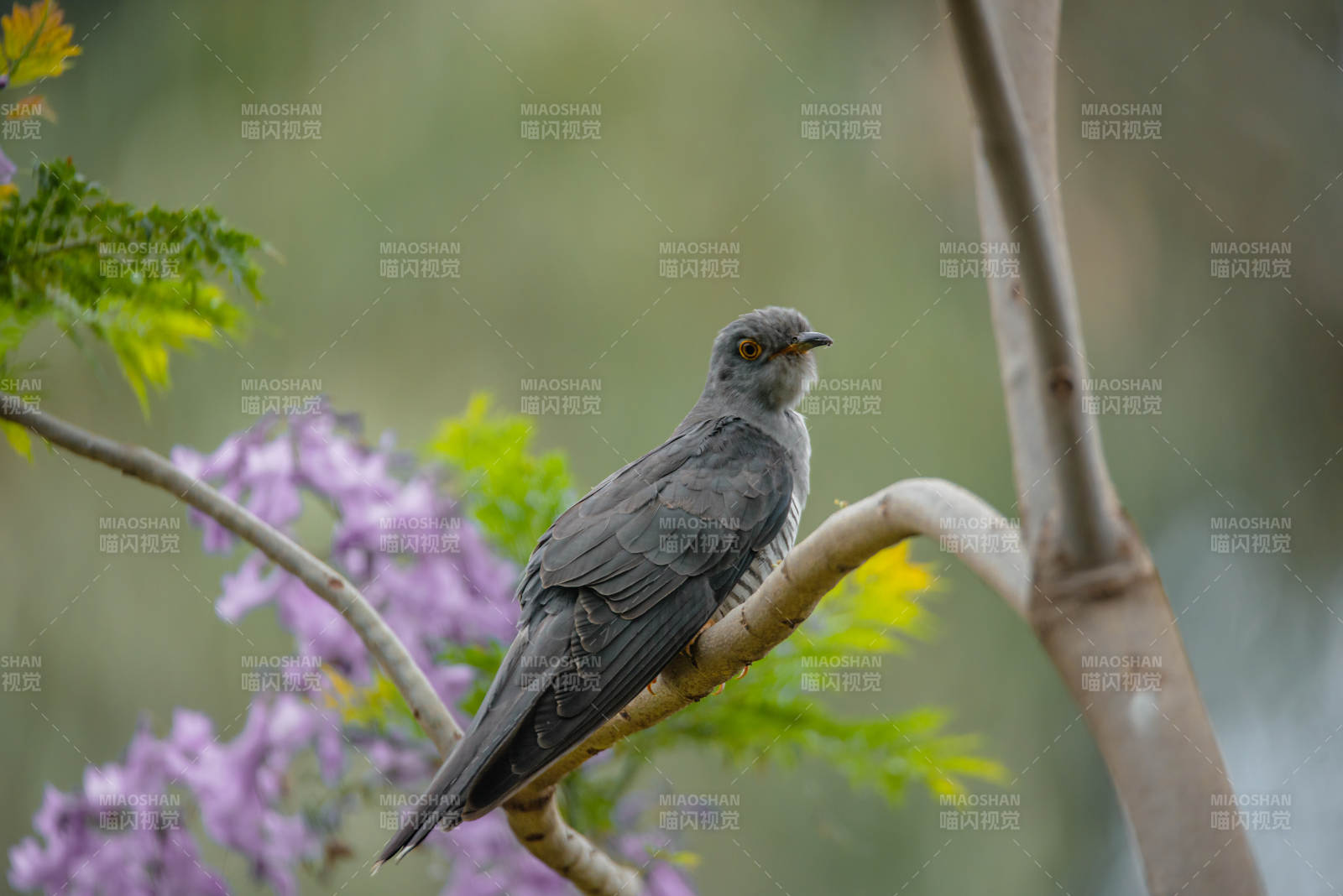 树枝上的布谷鸟图片
