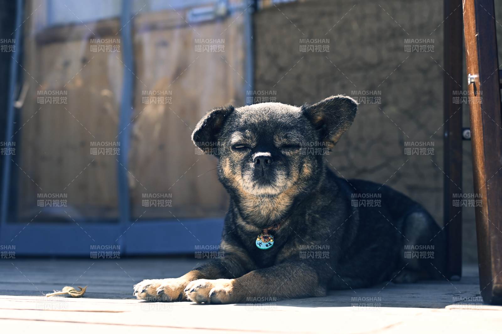 阳光下的小狗图片