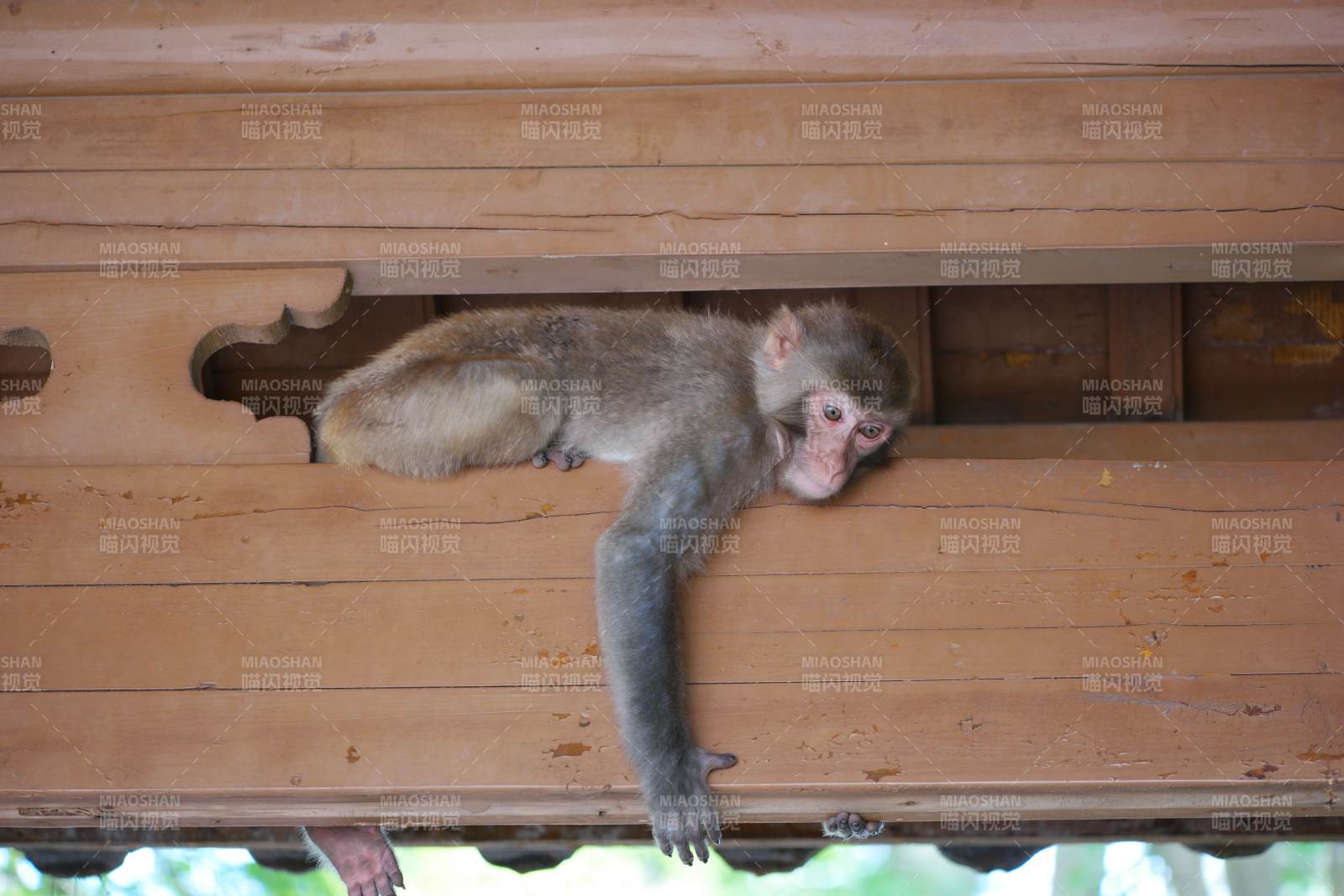 猴子在屋梁上休息图片
