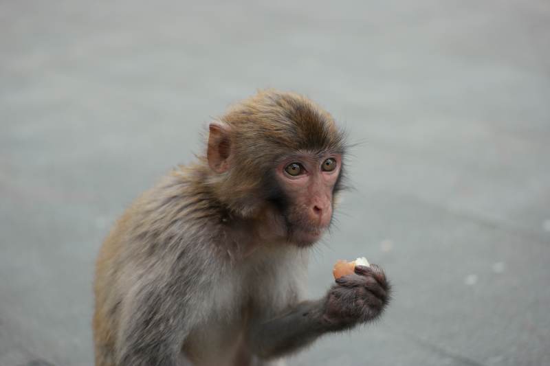 小猴进食图片