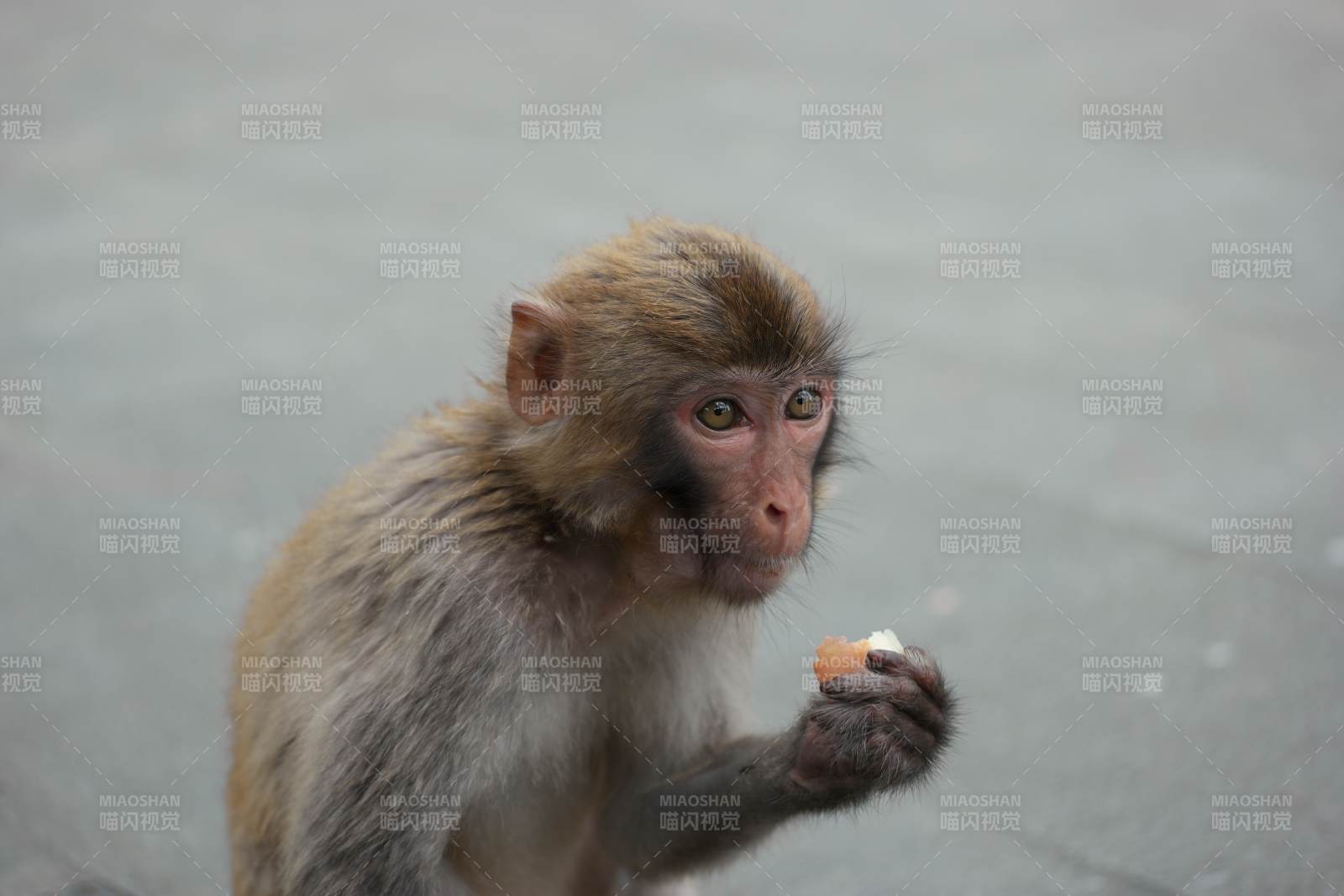 小猴进食图片