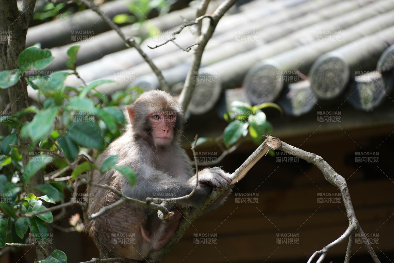树枝上的猴子图片