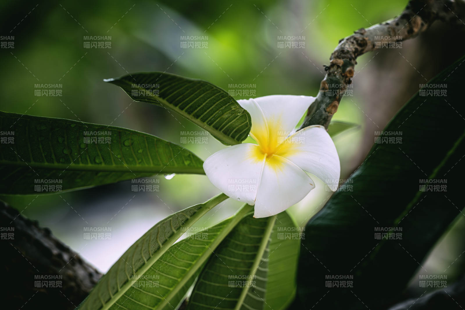 白花绿叶图片