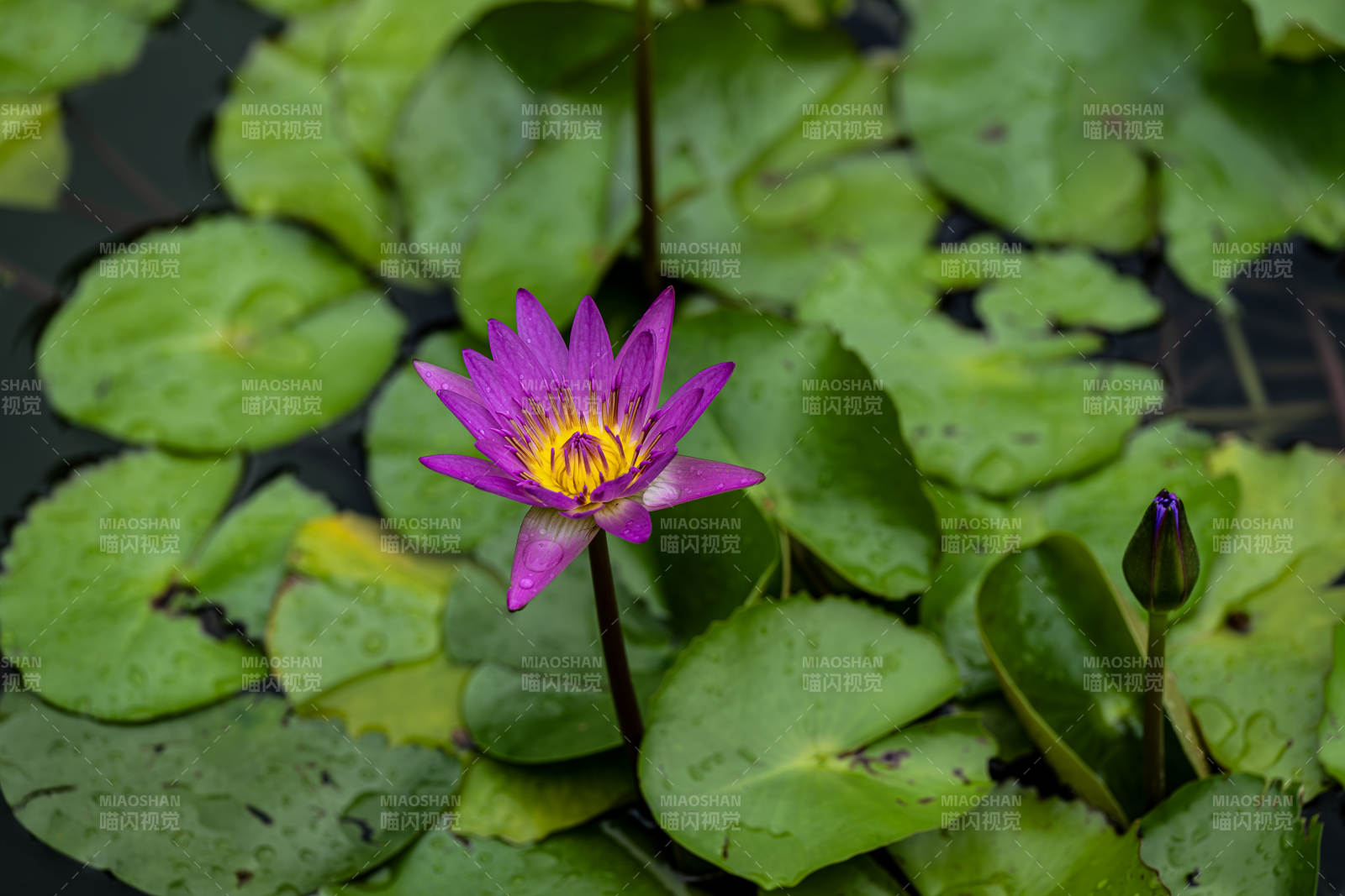 紫莲绽放 绿叶环绕图片