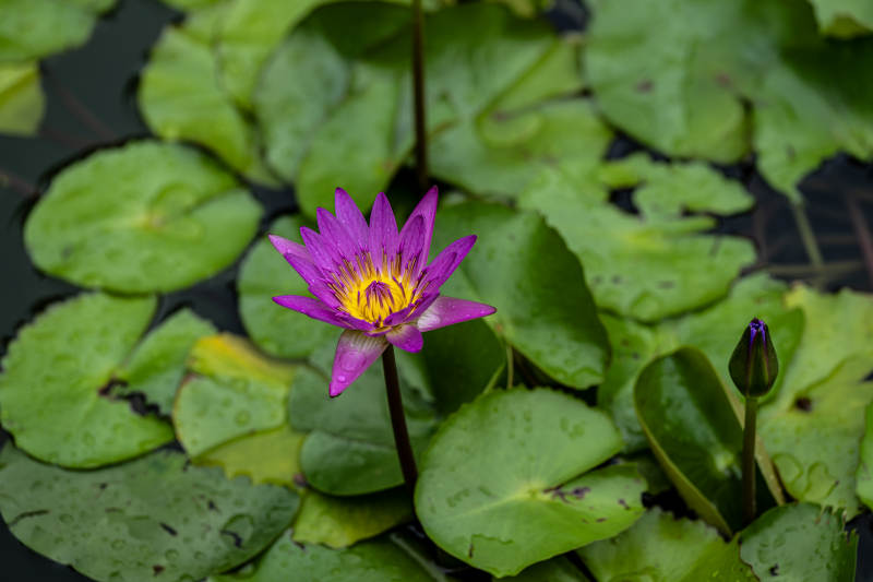 紫莲绽放 绿叶环绕图片