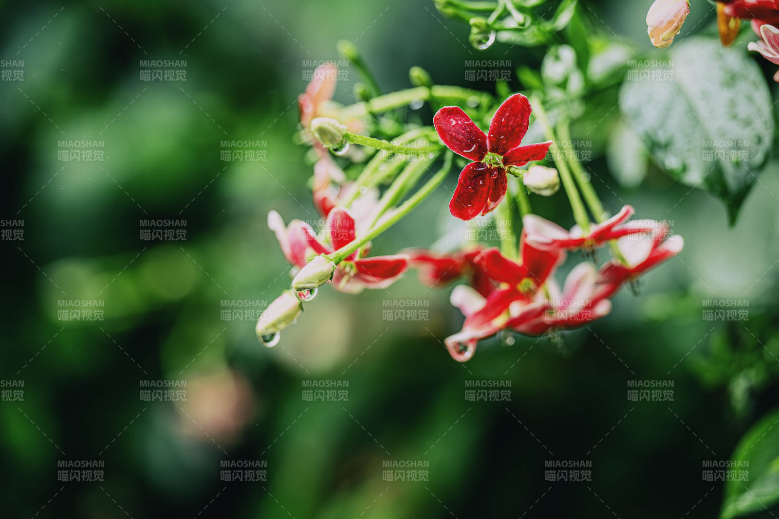 雨后红花图片