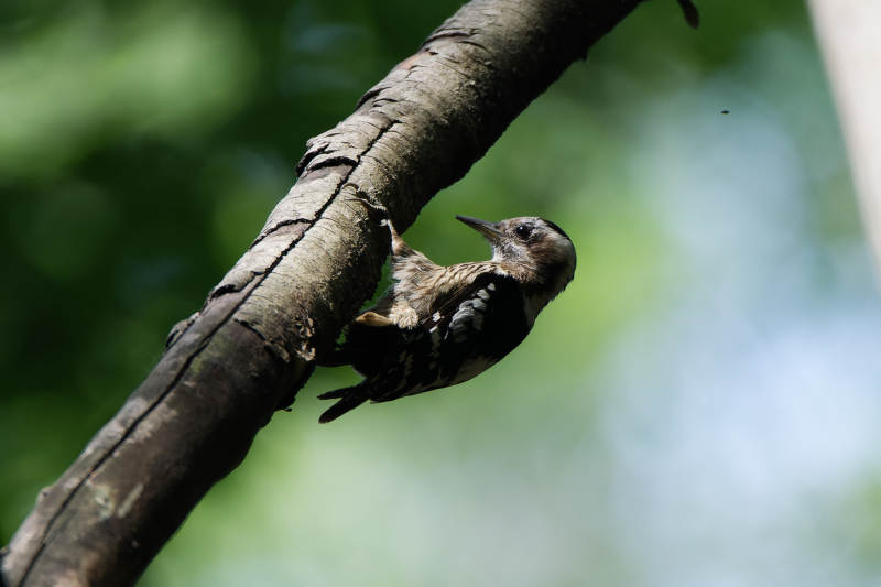 树干上的啄木鸟图片