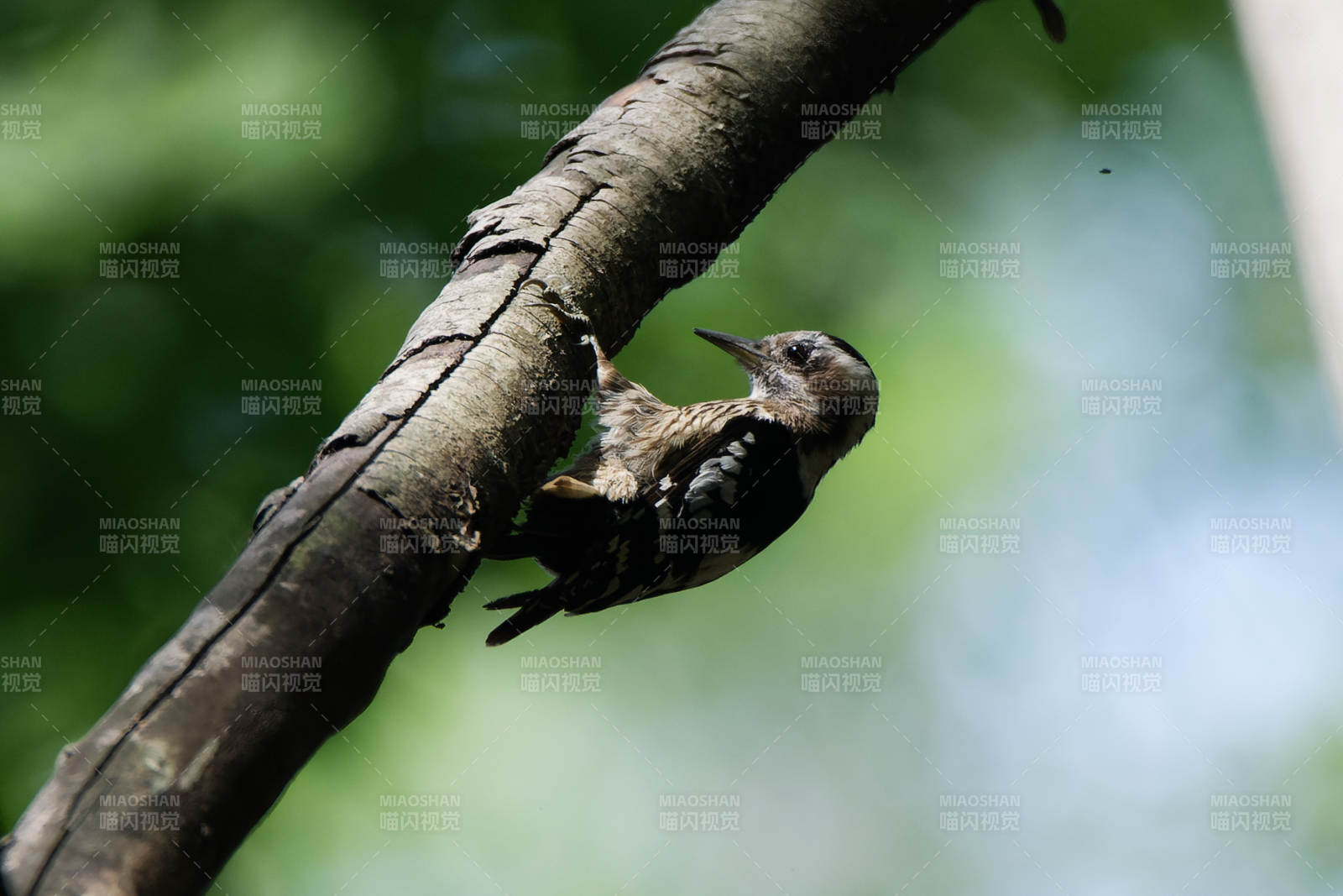 树干上的啄木鸟图片