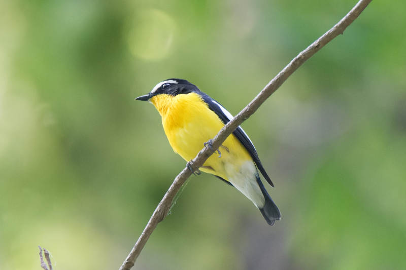 黄眉姬鹟栖枝头图片